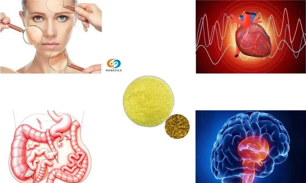 Are baicalein powder and baicalin the same?